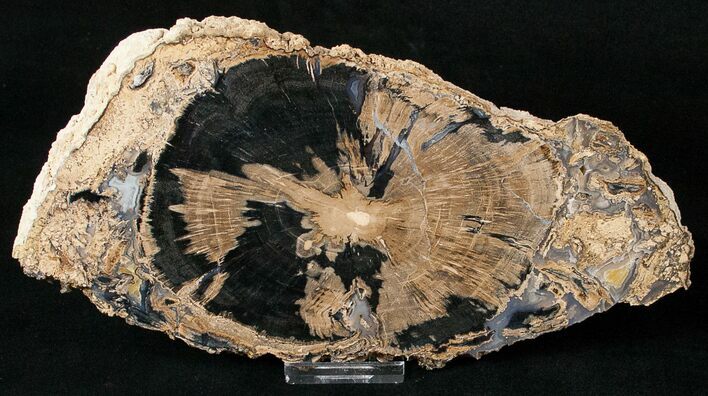 Blue Forest Petrified Wood Slice - #16873